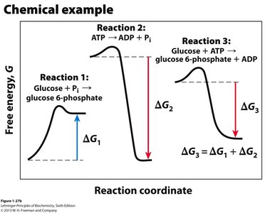 Free energy diagram for coupled reactions