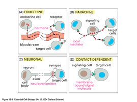 Types of cell signaling: endocrine, paracrine, neuronal, contact-dependent