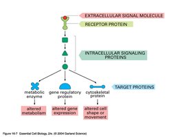 General signal transduction pathway