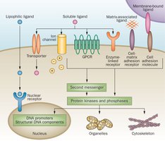 Types of cell surface and intracellular receptors