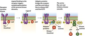 Tyrosine kinase receptor activation and Ras pathway