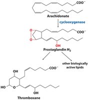Arachidonate, prostaglandin, and thromboxane synthesis