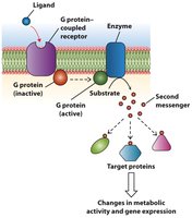 GPCR activation and second messenger production