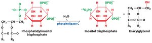 PIP2 cleavage to IP3 and DAG