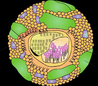 Generalized structure of a lipoprotein