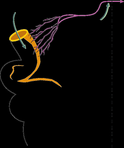 Chylomicron metabolism pathway