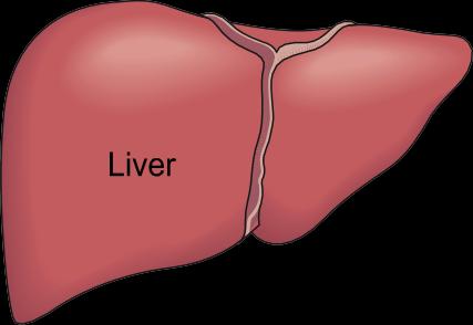 Conversion of VLDL to LDL via IDL