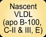 Nascent VLDL