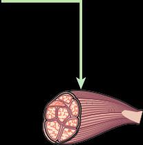 Muscle tissue