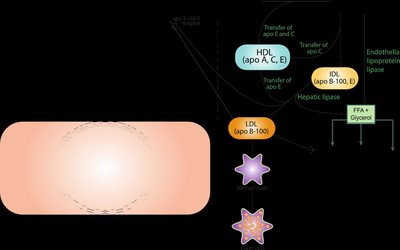 VLDL metabolism pathway