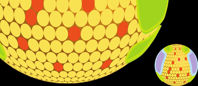 Comparison of different lipoproteins in plasma