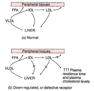 LDL receptor defects and cholesterol levels