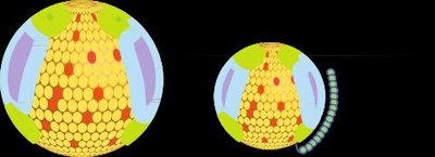 Composition of Lipoproteins (Percent of Mass)