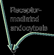 Receptor-mediated endocytosis