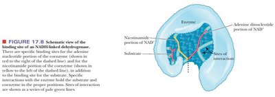 Schematic view of the binding site of an NAD-linked dehydrogenase, showing substrate and NAD+ binding regions
