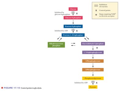 Control points in glycolysis, showing inhibition and steps requiring NAD+
