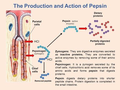 Diagram showing the production and action of pepsin from pepsinogen