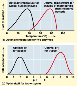 Graphs showing the effect of temperature and pH on enzyme activity