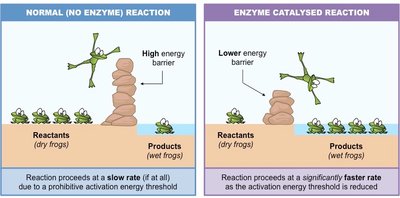 Diagram comparing normal and enzyme-catalyzed reactions, showing lower activation energy with enzyme
