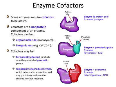Diagram showing enzyme cofactors, coenzymes, and prosthetic groups