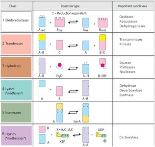 Table summarizing enzyme classes, reaction types, and examples