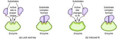 Diagram comparing lock-and-key and induced-fit models of enzyme-substrate interaction