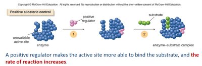 Diagram of positive allosteric control
