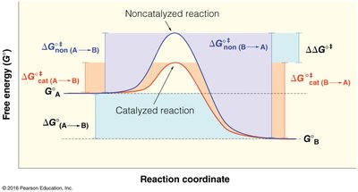 Catalyzed vs. uncatalyzed reaction energy diagram