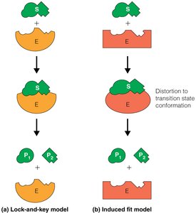 Lock-and-key and induced fit models