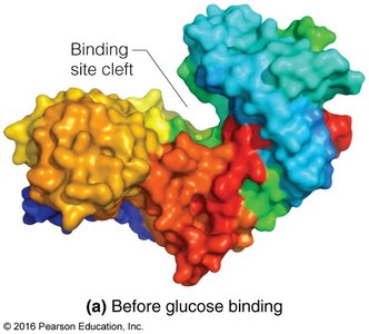 Lock-and-key and induced fit models