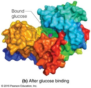 Lock-and-key and induced fit models