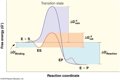 Lock-and-key and induced fit models