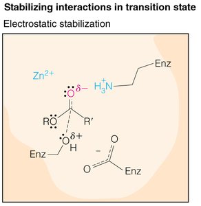 Electrostatic stabilization in transition state