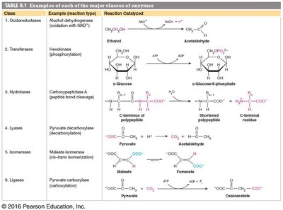 Table of enzyme classes and examples