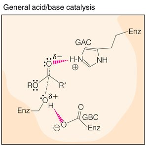General acid/base catalysis