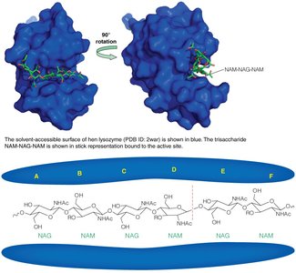 Lysozyme substrate binding and cleavage