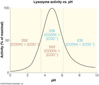 Lysozyme activity vs. pH