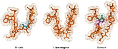 Serine protease substrate binding pockets