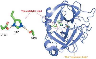 Chymotrypsin catalytic triad