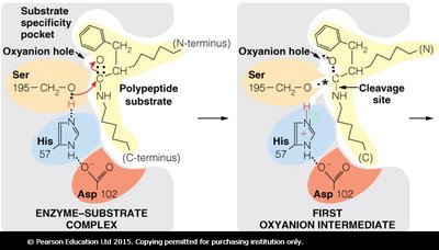 Chymotrypsin catalytic mechanism