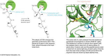 Oxyanion hole stabilizes tetrahedral intermediate