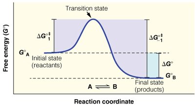 Free energy diagram with transition state