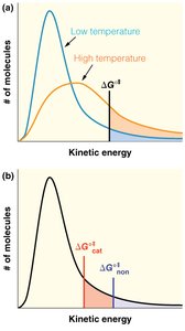 Effect of temperature and catalysis on kinetic energy distribution