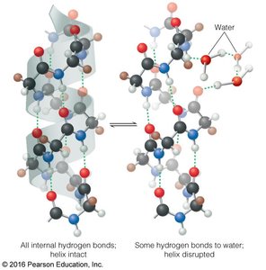 Hydrogen bonding between water and protein surface