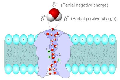 Water transport through aquaporin channel in a membrane