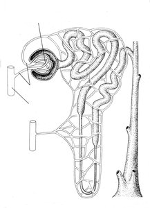 Diagram of nephron and water reabsorption