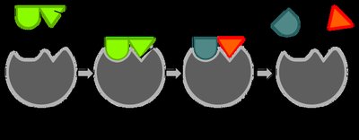 Enzyme-substrate complex formation and product release