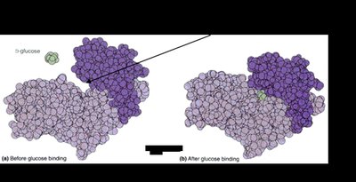 Induced fit model of enzyme-substrate interaction