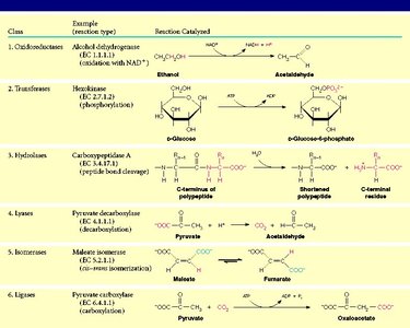 Table of enzyme classes and examples