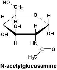 N-acetylglucosamine structure